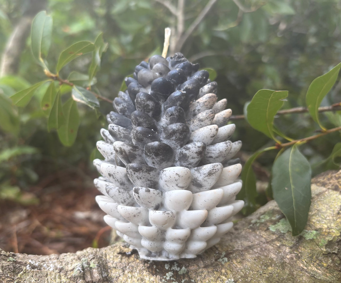 Pine Cone